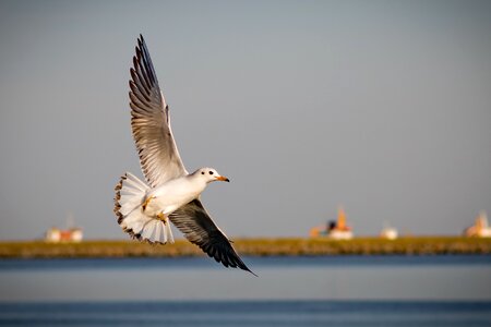 Seagull nature outdoor