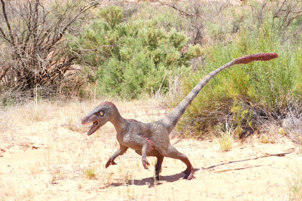 Fossil cretaceous jurassic