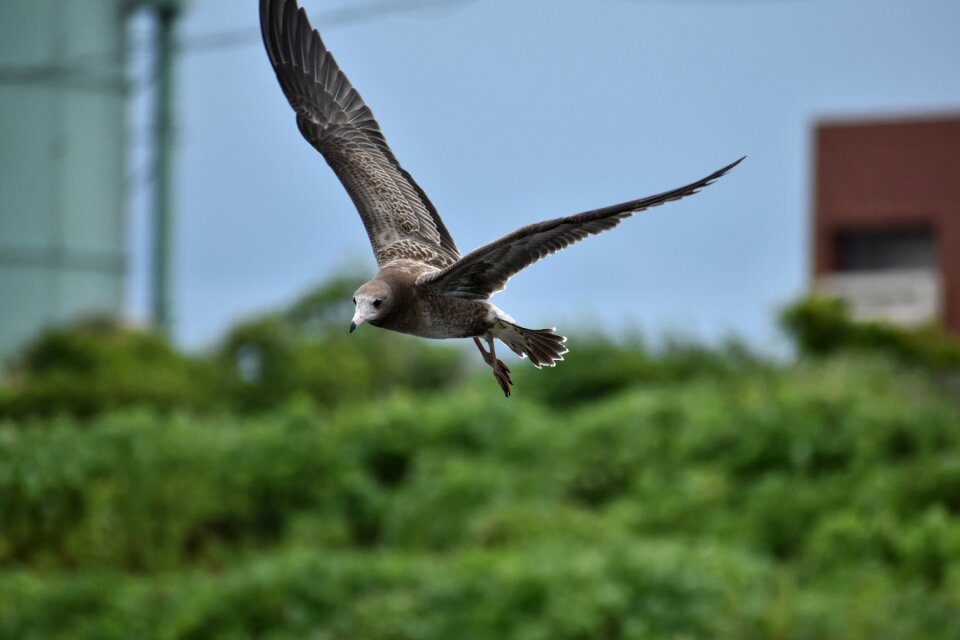 Bird wild birds seabird