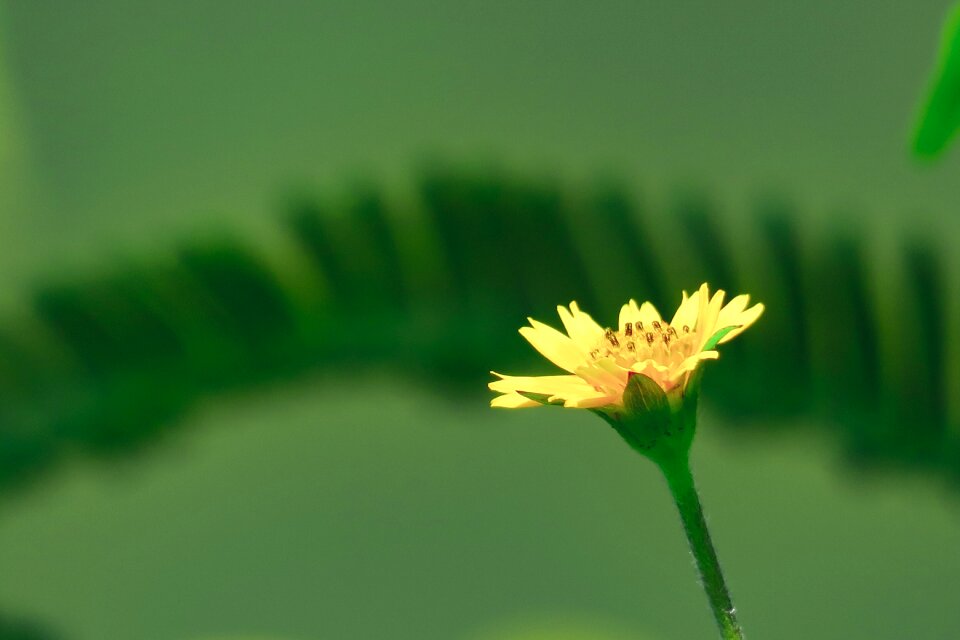Nature bloom yellow
