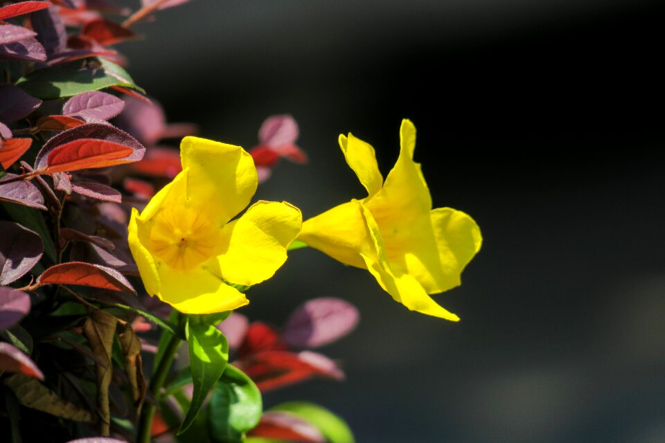 Yellow flower nature bloom