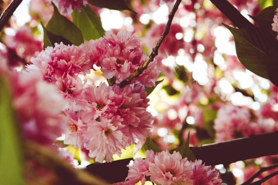 Nature flowers flowering