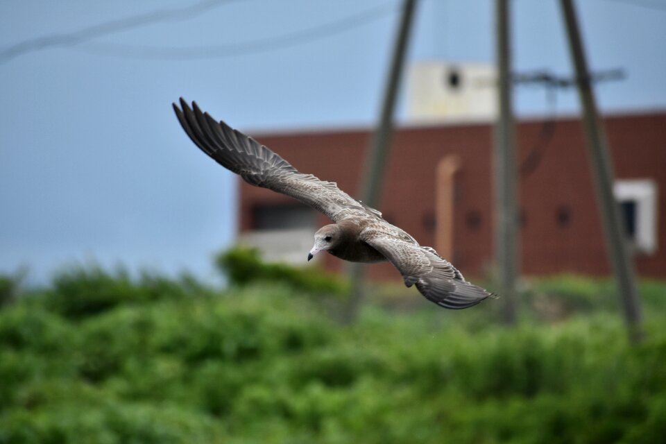 Bird wild birds seabird