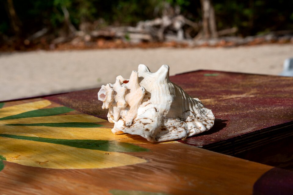 Bequia conch shell caribbean