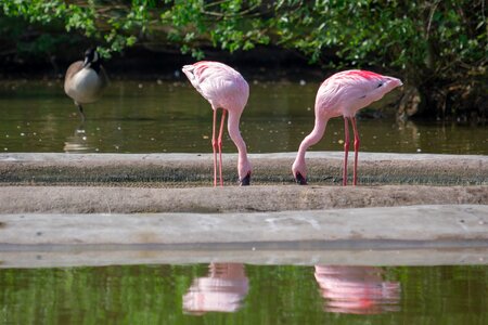 Birds bird pink flamingo photo