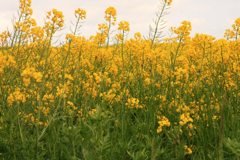Summer plant rapeseed