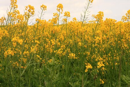 Summer plant rapeseed