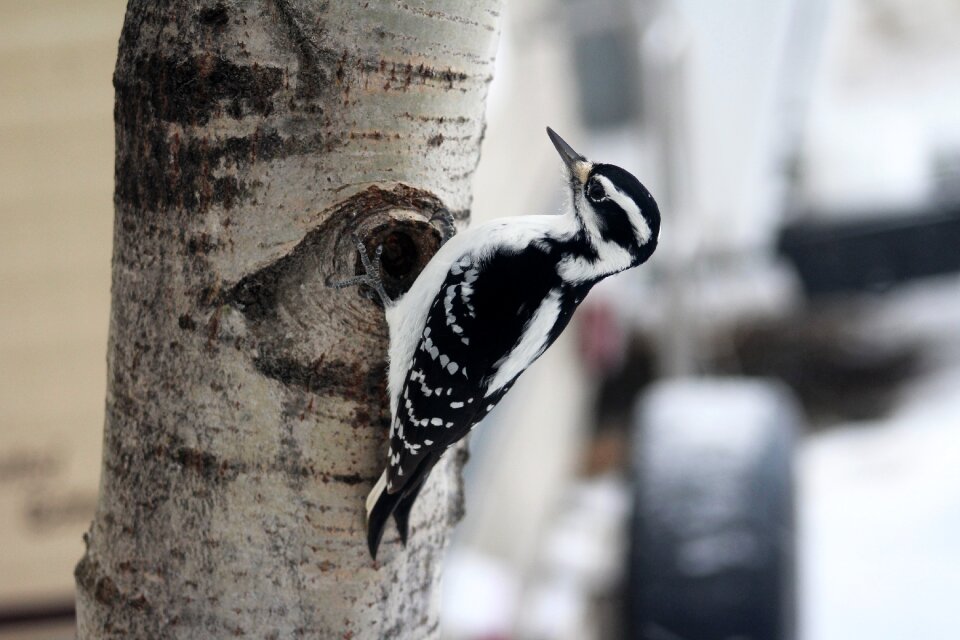 Hairy woodpecker female tree
