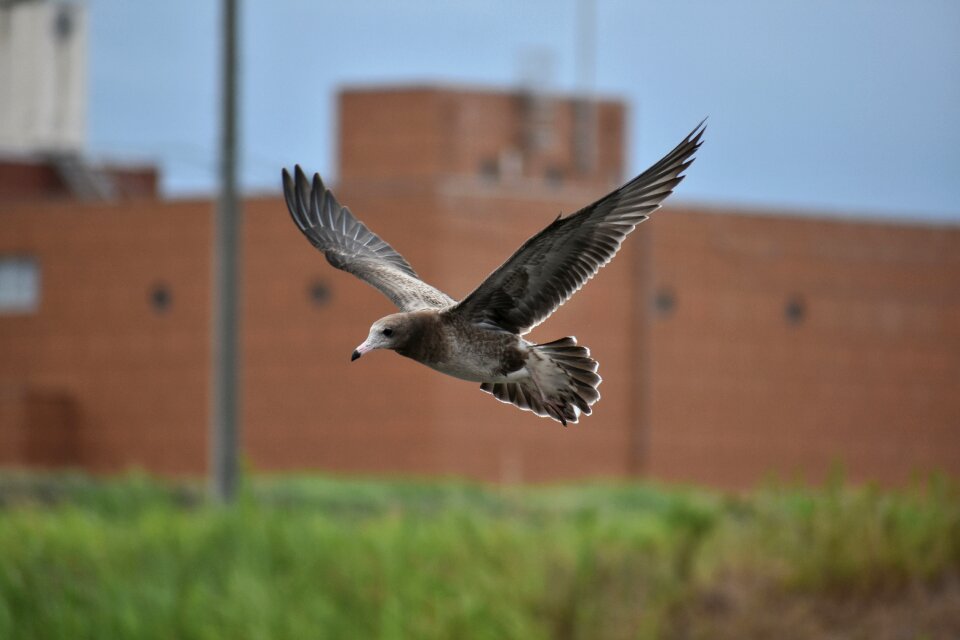 Bird wild birds seabird