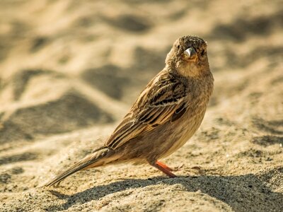Animal bird sand photo