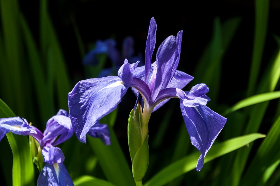 Plant blossom bloom