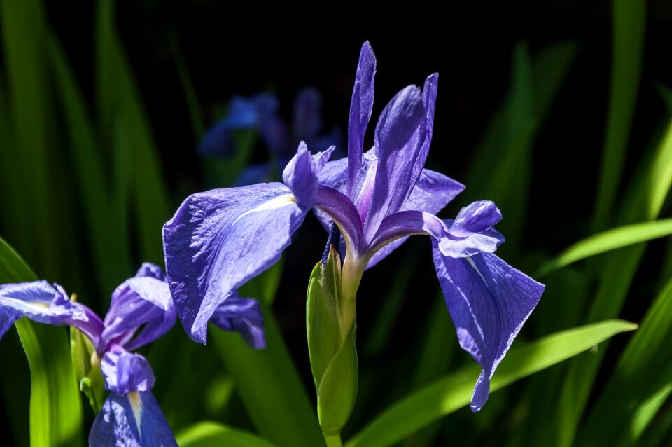 Plant blossom bloom photo