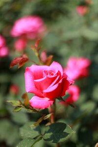 Pink rose beautiful love