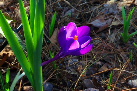 Flower nature plant