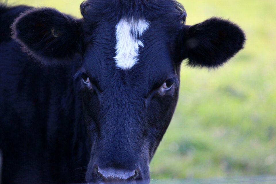 Cattle animal pasture