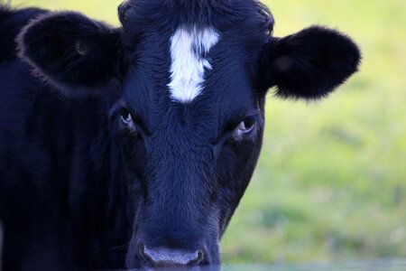 Cattle animal pasture