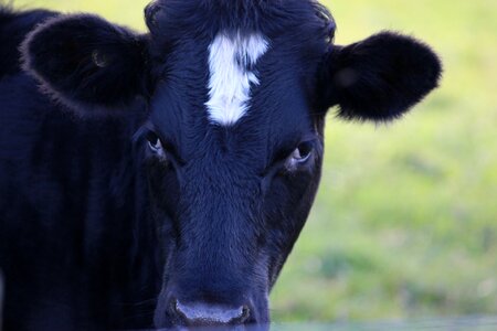 Cattle animal pasture photo