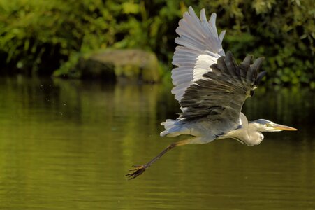 Water bird animal world pond