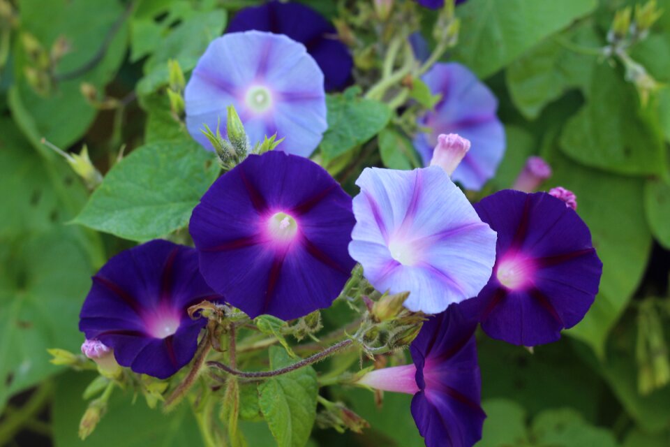 Floral botanical macro