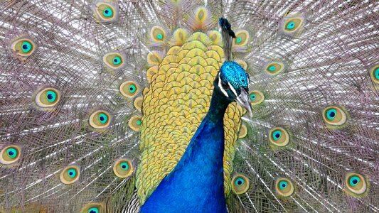 Plumage colorful nature