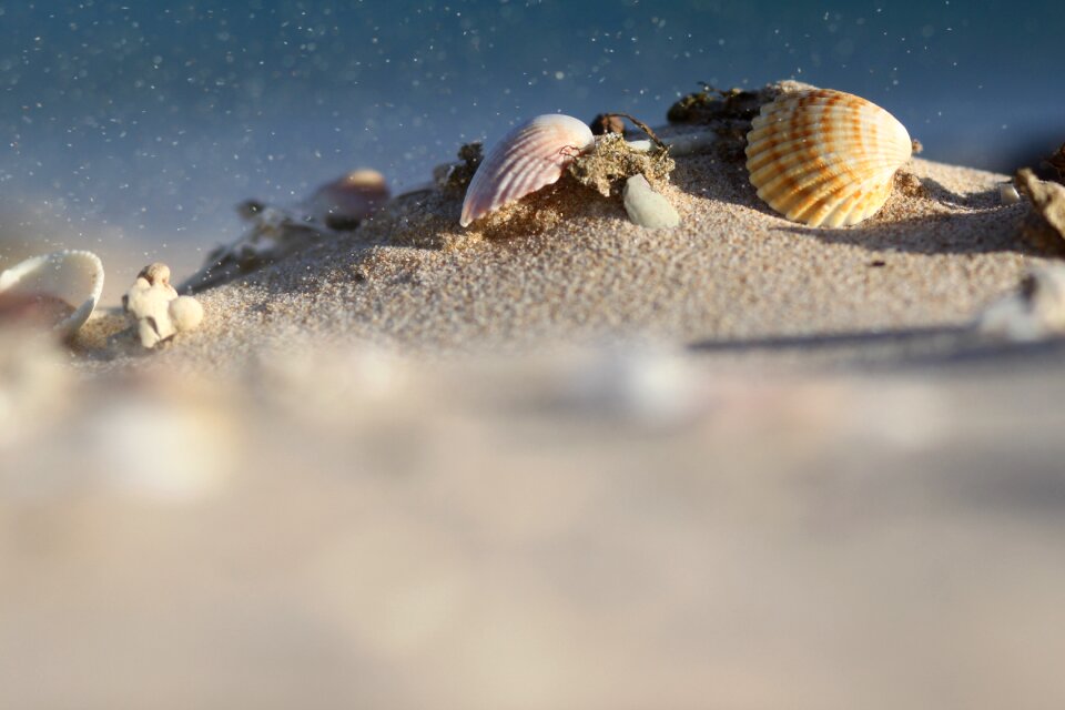Beach nature ocean