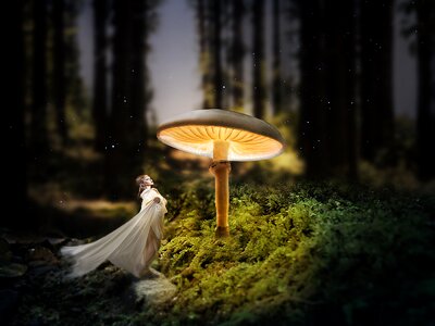 Forest floor mini mushroom landscape