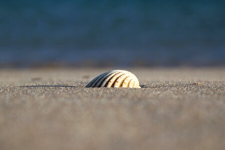 Seashell beach ocean