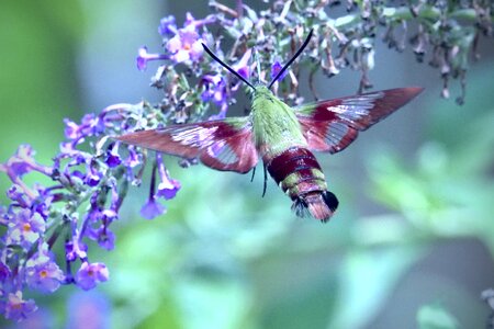 Nature wing flying