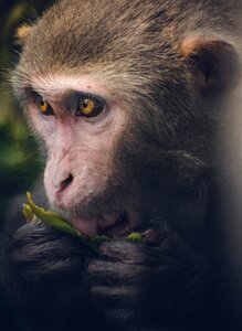 Indian primate fruit