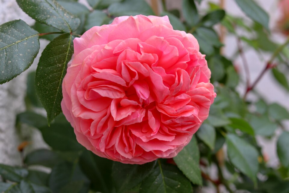 Rose blooms nature flower