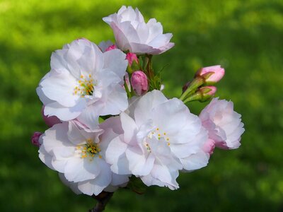 Spring ornamental shrubs pink photo