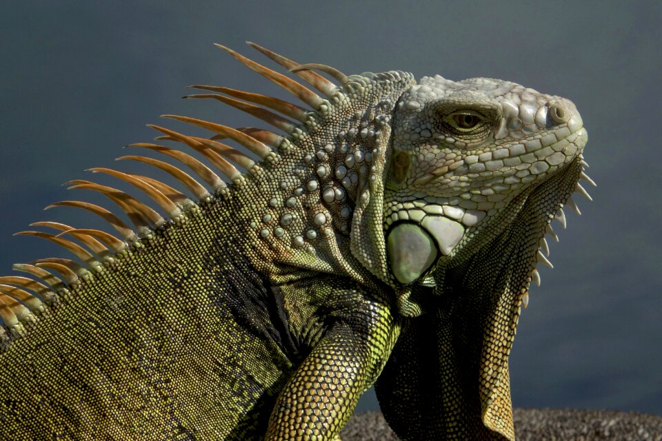 Animal exotic creature