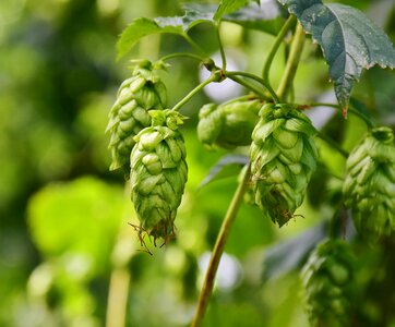 Hops fruits beer brewing hallertau photo