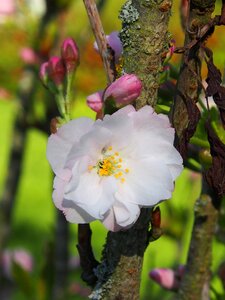 Spring ornamental shrubs pink photo