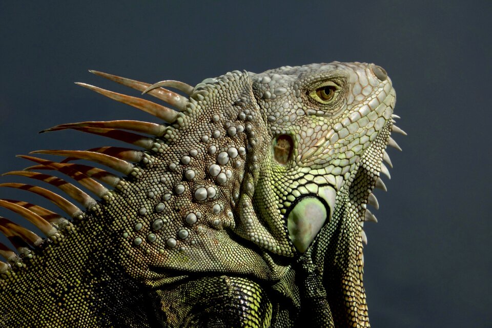 Animal exotic creature