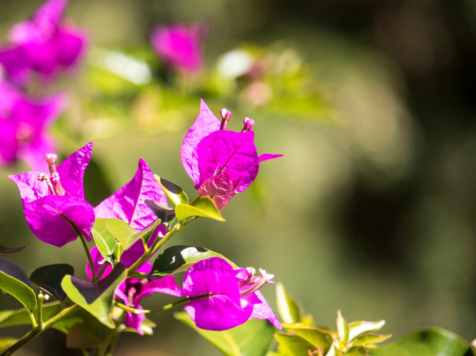 Pink flower ornamental plant