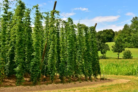 Hops fruits beer brewing hallertau photo