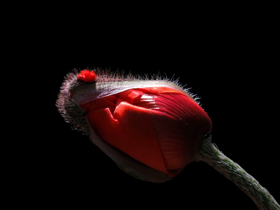 Poppy flower flower red