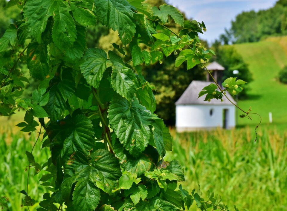 Hops fruits beer brewing hallertau