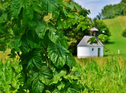 Hops fruits beer brewing hallertau photo