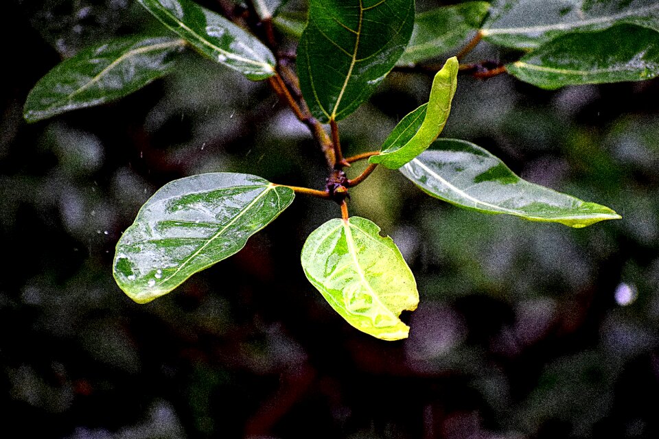 Rainy droplets rain