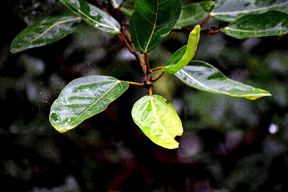 Rainy droplets rain photo