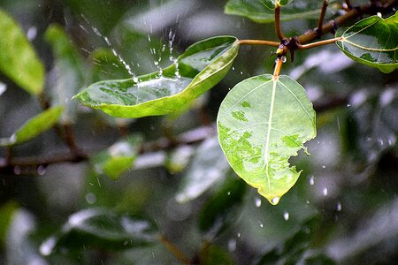 Rain water leaf photo