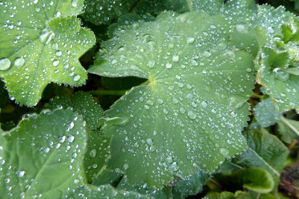 Morning leaves drip