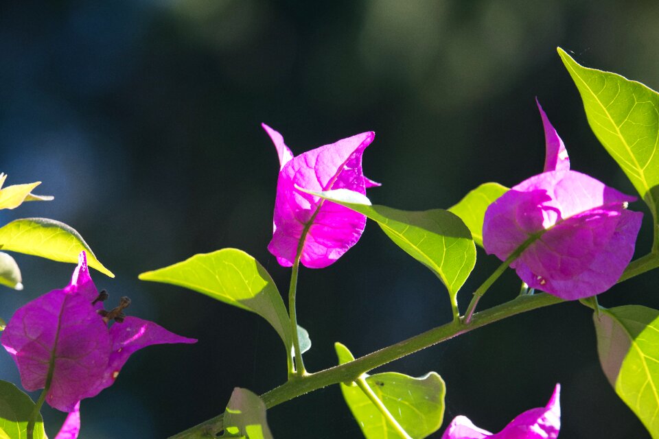 Flower ornamental plant flowers
