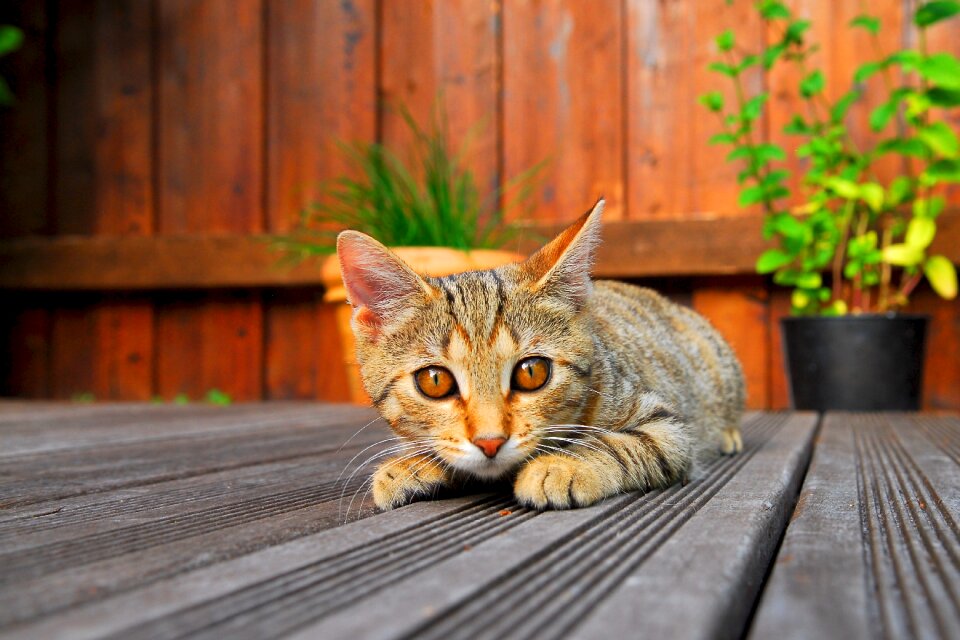 Domestic cat curious pet