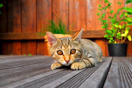 Domestic cat curious pet