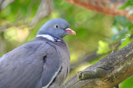 Spring birds at the court of