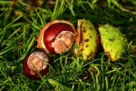 Conker brown autumn