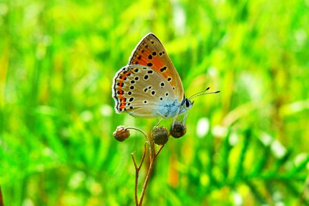 Nature invertebrates arthropods